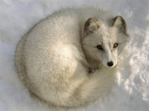 wallpaper arctic fox wallpapers