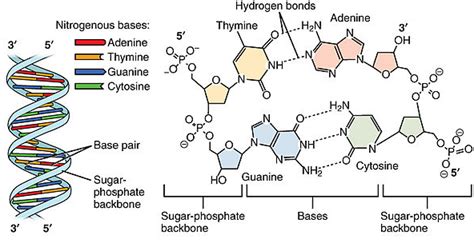 What Molecules Make Up The Sides Of The Dna Ladder Mugeek Vidalondon