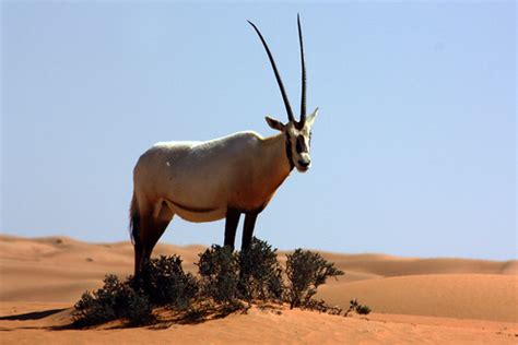 arabian oryx oryx leucoryx arabian oryx oryx leucoryx flickr