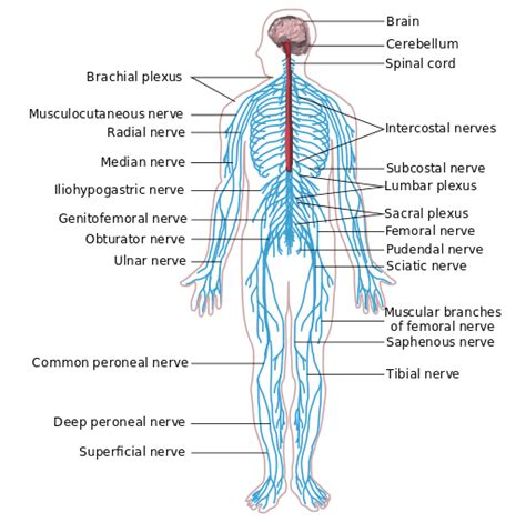 nerve mechanics part   movement