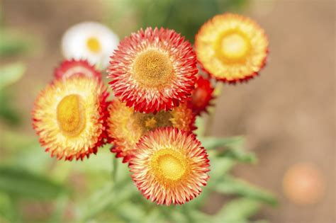 strawflower care learn   growing conditions  strawflowers