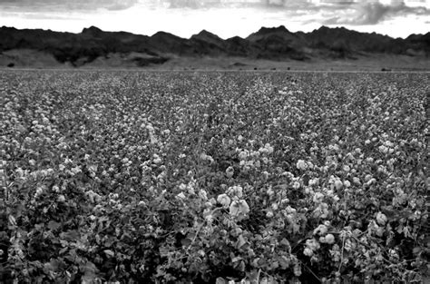 cotton fields pentaxforumscom