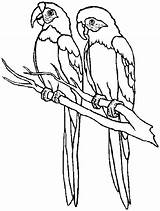 Parrots Parrot sketch template