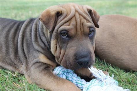 top  shar pei puppies  pictures  animals