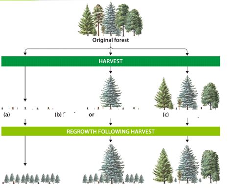 ch timber harvesting methods diagram diagram quizlet