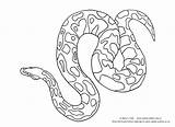 Python Coloring Ball Clipart Drawing Drawings Reptiles Burmese Pages Royal Line Olive Snake Colouring Google Cartoon Search Printable Pythons Teddy sketch template
