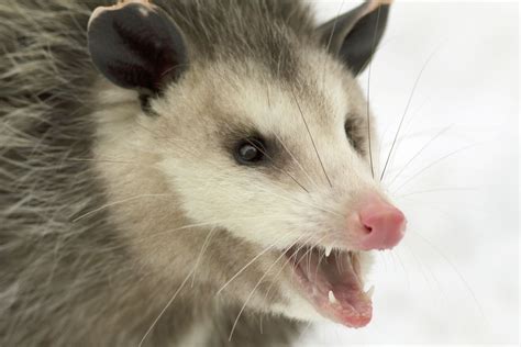 virginia opossum description habitat facts britannica