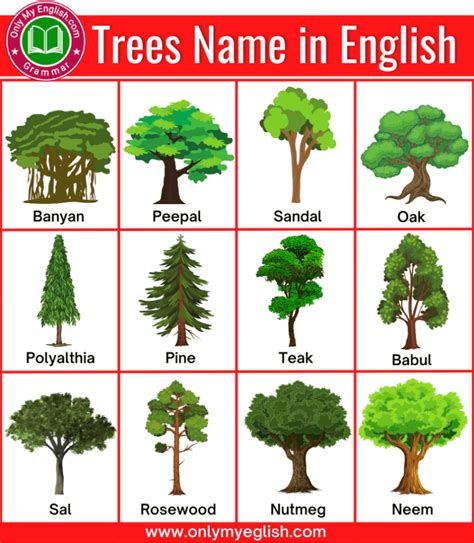 list   trees   english  pictures trees