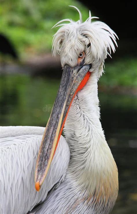 pelikan stock photo image  photograph outdoors tropics