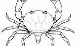Coloring Pages Crustacean Crabs Printable Kids sketch template
