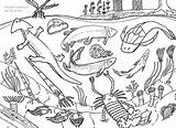 Ecosystem Prehistoric Carboniferous Reptiles sketch template