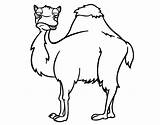 Camello Dibujo Aburrido Cammello Colorir Camelo Noioso Acolore Desenhos Animales Chato sketch template