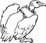 Vulture Vultures Condor Getdrawings Turkey Dentistmitcham sketch template