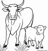 Cow Coloring Calf Pages Drawing Outline Cool2bkids Cattle Printable Color Kids Line Cows Animal Drive Drawings Golden Funny Cartoon Baby sketch template