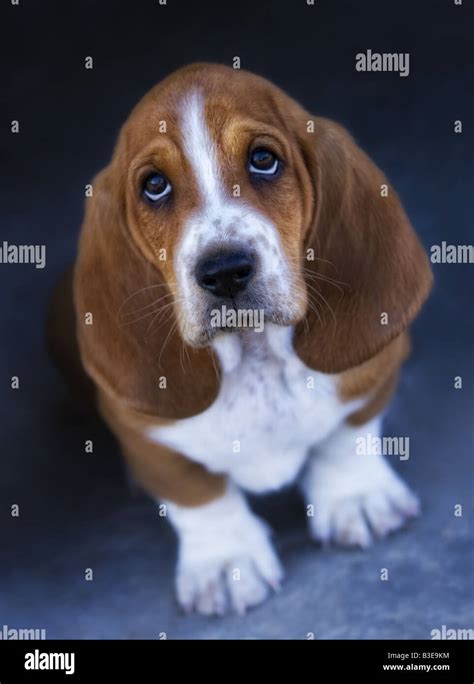 sad basset hound    gray background stock photo alamy