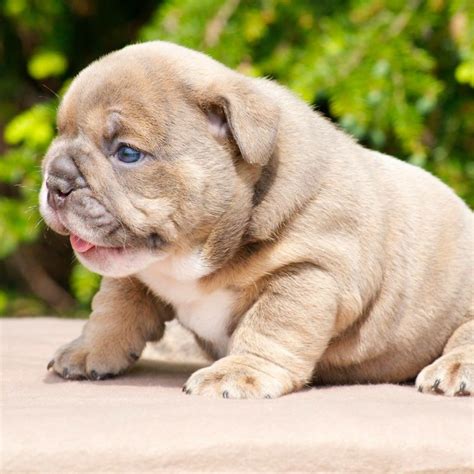 english bulldog puppy baby english bulldogs baby bulldogs cute