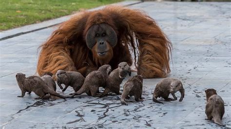 family  orangutans otters    friendship wtspcom