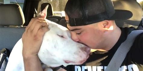 Guy Realizes He Can’t Live Without A Pack Of Pit Bulls Videos The Dodo