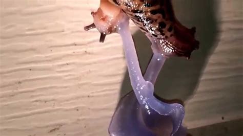 Amazing Slug Sex Youtube