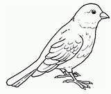 Canary Coloring Pages Colouring Printable Bird Kids Preschool Preschoolcrafts Outline Foto Adult sketch template