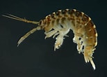 Afbeeldingsresultaten voor "echinogammarus Pirloti". Grootte: 154 x 110. Bron: phys.org