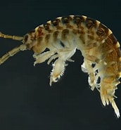 Afbeeldingsresultaten voor "echinogammarus Pirloti". Grootte: 172 x 185. Bron: phys.org