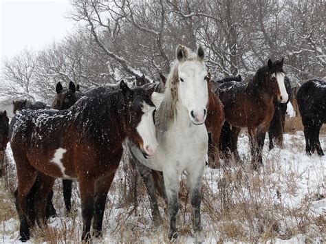 minnesota stables provide refuge  dwindling nokota horse breed st