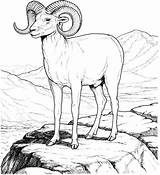 Sheep Coloring Bighorn Mountain Pages Rocky Dall Drawing Printable Supercoloring Color Animal Search Print Main Designlooter Outline Kids Animals Colouring sketch template