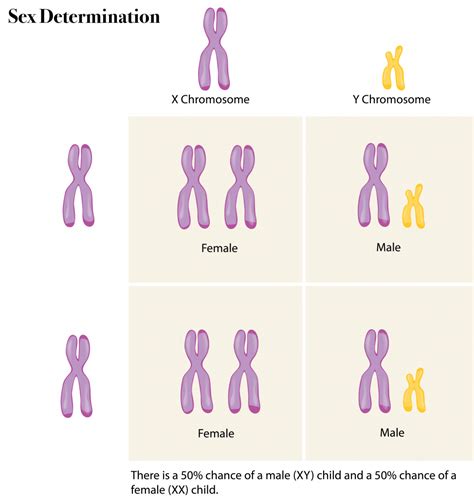 6 12 Sex Chromosomes – The Evolution And Biology Of Sex
