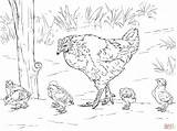 Coloring Hen Chicken Chicks Pages Printable Chickens Clipart Animals Colouring Rooster Egg Mother Farm Sketch Color Drawing La Eggs Birds sketch template