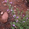 Afbeeldingsresultaten voor "thyonidium Drummondii". Grootte: 100 x 100. Bron: florafinder.org
