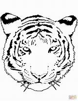 Pages Coloring Tiger Cub Getcolorings sketch template