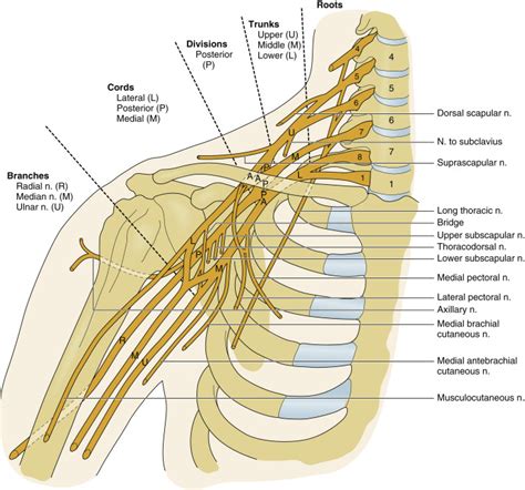 plexopathybrachial musculoskeletal key