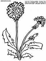 Dandelion Coloring Drawing Getdrawings 1000px 47kb sketch template