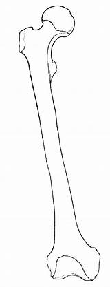 Drawing Bone Bones Skeleton Femur Anatomy Body Sketch Printable References Human Drawings Thigh Line Character Casson Anatomi Getdrawings Minimal Inspiration sketch template