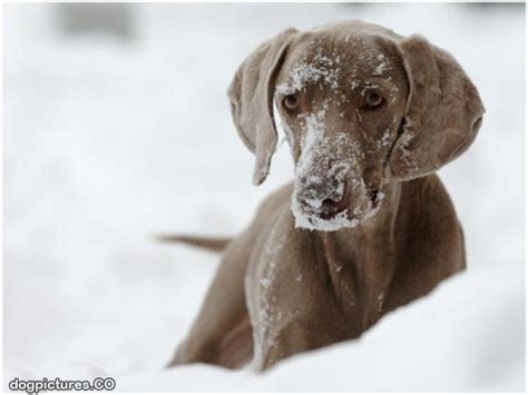 snowdog dog pictures
