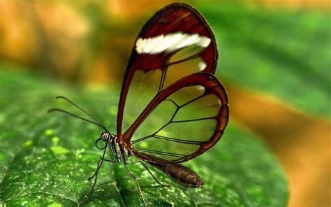transparent butterfly  hd wallpapers