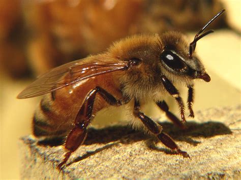italian honey bee  minnesota hygienic bees callens honey farm