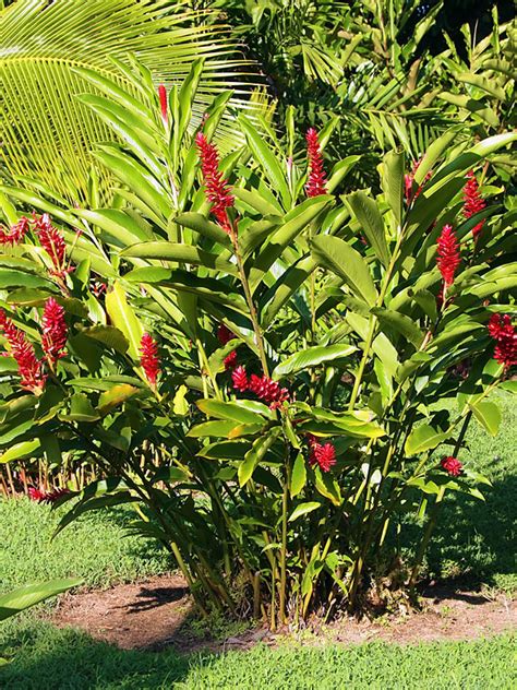 xl petite red ginger plant alpinia purpurata urban tropicals