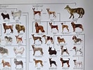 犬 系統図 に対する画像結果.サイズ: 132 x 100。ソース: item.rakuten.co.jp
