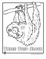 Rainforest Coloring Animals Pages Endangered Printable Color Jungle Sloth Kids Print Tropical Drawing Colouring Animal Clipart Birds Only Activities Library sketch template