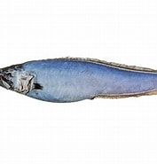 Afbeeldingsresultaten voor "brotulotaenia Brevicauda". Grootte: 177 x 185. Bron: fishesofaustralia.net.au