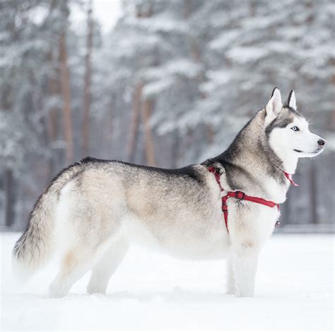 pictures  huskies  amazing gallery  siberian  alaskan dogs