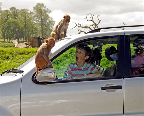 longleat safari parks monkey drive  family matters