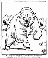 Urso Ursos Pardo Cinza Panda sketch template