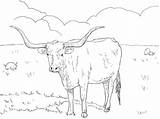 Longhorn Coloring Boi Chifre Kuh Vache Ausmalbild Cattle Vaca Dibujos Supercoloring Texanische Atividades Veau Tudodesenhos Cows Kategorien Taureau sketch template