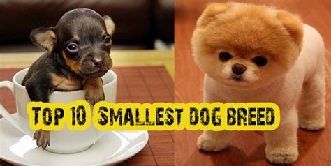 smallest dog breeds  existence dogs addict