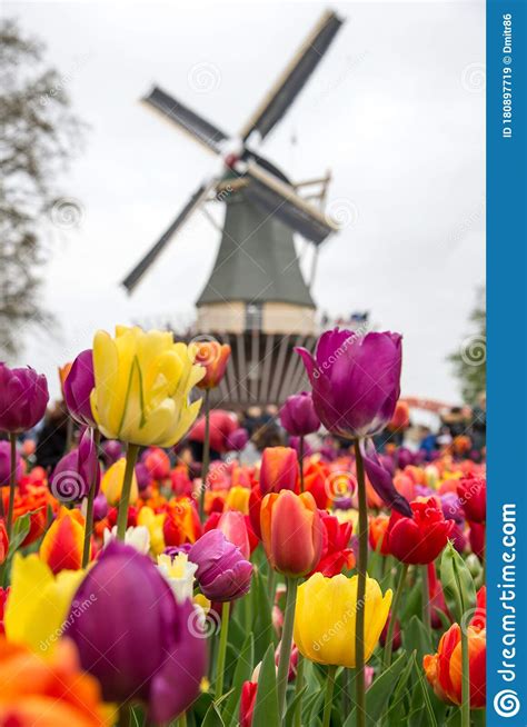 Traditional Dutch Windmills With Vibrant Tulips The