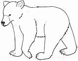 Bear Outline Polar Coloring Kids Clip Library Clipart Pages sketch template