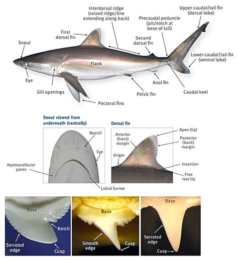 shark anatomy recreation sport  arts queensland government